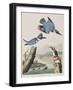 Illustration from 'Birds of America', 1827-38-John James Audubon-Framed Giclee Print