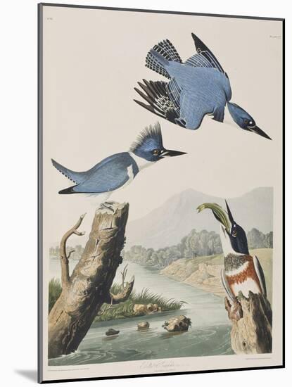 Illustration from 'Birds of America', 1827-38-John James Audubon-Mounted Giclee Print