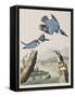 Illustration from 'Birds of America', 1827-38-John James Audubon-Framed Stretched Canvas