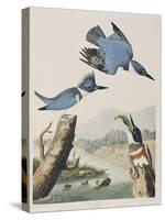 Illustration from 'Birds of America', 1827-38-John James Audubon-Stretched Canvas