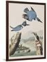 Illustration from 'Birds of America', 1827-38-John James Audubon-Framed Giclee Print