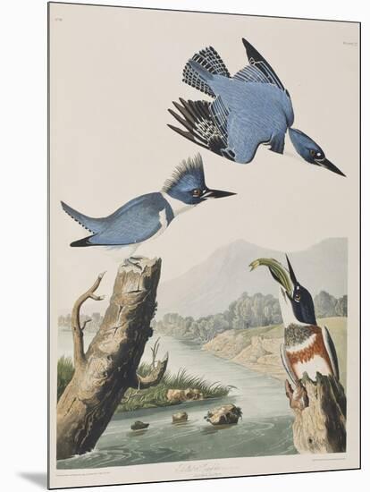 Illustration from 'Birds of America', 1827-38-John James Audubon-Mounted Giclee Print