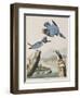 Illustration from 'Birds of America', 1827-38-John James Audubon-Framed Giclee Print