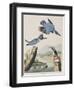 Illustration from 'Birds of America', 1827-38-John James Audubon-Framed Giclee Print