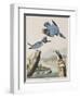 Illustration from 'Birds of America', 1827-38-John James Audubon-Framed Giclee Print