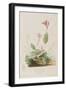 Illustration from 'Birds of America', 1827-38-John James Audubon-Framed Giclee Print