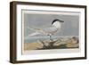 Illustration from 'Birds of America', 1827-38-John James Audubon-Framed Giclee Print