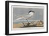 Illustration from 'Birds of America', 1827-38-John James Audubon-Framed Giclee Print