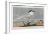 Illustration from 'Birds of America', 1827-38-John James Audubon-Framed Giclee Print