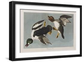 Illustration from 'Birds of America', 1827-38-John James Audubon-Framed Giclee Print