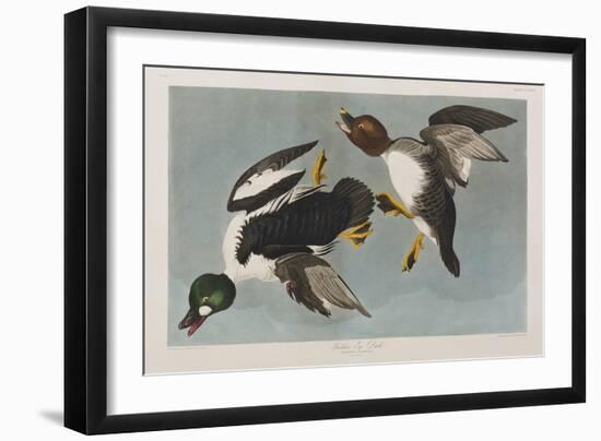 Illustration from 'Birds of America', 1827-38-John James Audubon-Framed Giclee Print