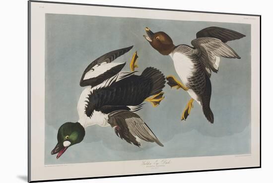 Illustration from 'Birds of America', 1827-38-John James Audubon-Mounted Giclee Print