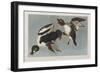 Illustration from 'Birds of America', 1827-38-John James Audubon-Framed Premium Giclee Print