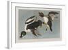 Illustration from 'Birds of America', 1827-38-John James Audubon-Framed Giclee Print