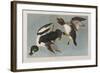 Illustration from 'Birds of America', 1827-38-John James Audubon-Framed Giclee Print