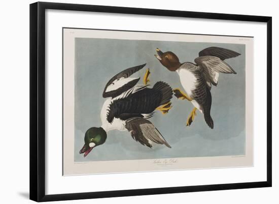 Illustration from 'Birds of America', 1827-38-John James Audubon-Framed Giclee Print