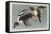 Illustration from 'Birds of America', 1827-38-John James Audubon-Framed Stretched Canvas