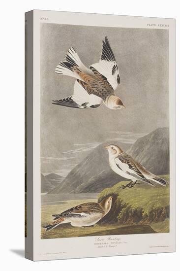 Illustration from 'Birds of America', 1827-38-John James Audubon-Stretched Canvas