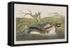 Illustration from 'Birds of America', 1827-38-John James Audubon-Framed Stretched Canvas