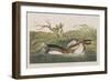 Illustration from 'Birds of America', 1827-38-John James Audubon-Framed Giclee Print