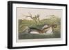 Illustration from 'Birds of America', 1827-38-John James Audubon-Framed Giclee Print