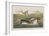 Illustration from 'Birds of America', 1827-38-John James Audubon-Framed Giclee Print