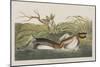 Illustration from 'Birds of America', 1827-38-John James Audubon-Mounted Giclee Print