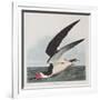 Illustration from 'Birds of America', 1827-38-John James Audubon-Framed Giclee Print