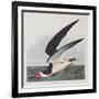 Illustration from 'Birds of America', 1827-38-John James Audubon-Framed Giclee Print