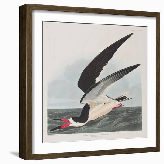 Illustration from 'Birds of America', 1827-38-John James Audubon-Framed Giclee Print