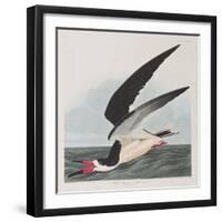 Illustration from 'Birds of America', 1827-38-John James Audubon-Framed Giclee Print