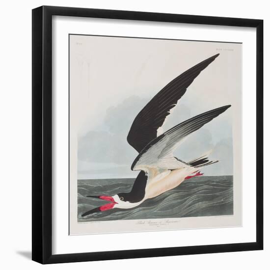 Illustration from 'Birds of America', 1827-38-John James Audubon-Framed Giclee Print