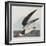 Illustration from 'Birds of America', 1827-38-John James Audubon-Framed Giclee Print