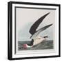 Illustration from 'Birds of America', 1827-38-John James Audubon-Framed Giclee Print