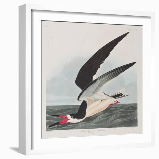 Illustration from 'Birds of America', 1827-38-John James Audubon-Framed Giclee Print