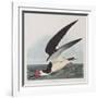 Illustration from 'Birds of America', 1827-38-John James Audubon-Framed Giclee Print