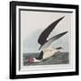 Illustration from 'Birds of America', 1827-38-John James Audubon-Framed Giclee Print