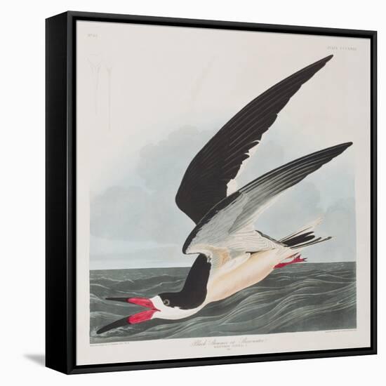 Illustration from 'Birds of America', 1827-38-John James Audubon-Framed Stretched Canvas