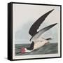 Illustration from 'Birds of America', 1827-38-John James Audubon-Framed Stretched Canvas