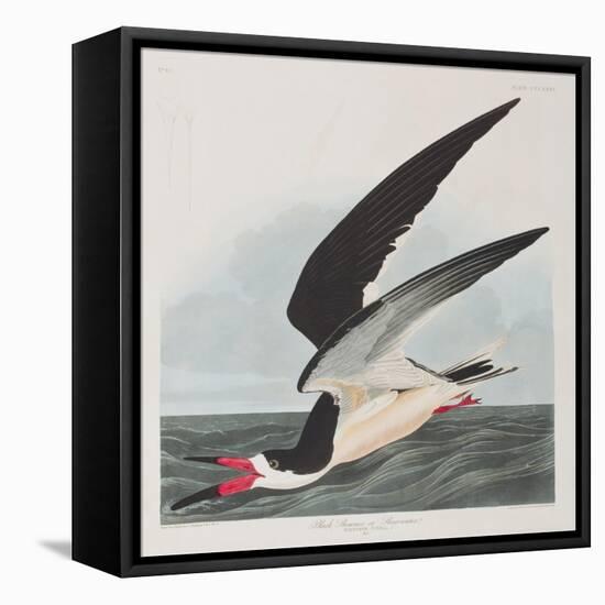 Illustration from 'Birds of America', 1827-38-John James Audubon-Framed Stretched Canvas