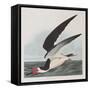 Illustration from 'Birds of America', 1827-38-John James Audubon-Framed Stretched Canvas