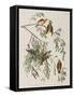 Illustration from 'Birds of America', 1827-38-John James Audubon-Framed Stretched Canvas