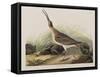 Illustration from 'Birds of America', 1827-38-John James Audubon-Framed Stretched Canvas