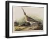 Illustration from 'Birds of America', 1827-38-John James Audubon-Framed Giclee Print