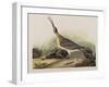 Illustration from 'Birds of America', 1827-38-John James Audubon-Framed Giclee Print