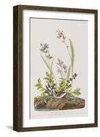 Illustration from 'Birds of America', 1827-38-John James Audubon-Framed Giclee Print