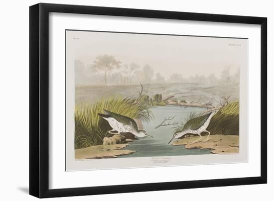 Illustration from 'Birds of America', 1827-38-John James Audubon-Framed Premium Giclee Print