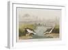 Illustration from 'Birds of America', 1827-38-John James Audubon-Framed Premium Giclee Print