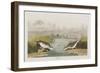 Illustration from 'Birds of America', 1827-38-John James Audubon-Framed Giclee Print