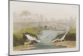 Illustration from 'Birds of America', 1827-38-John James Audubon-Mounted Giclee Print